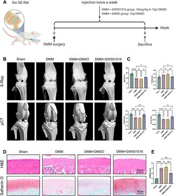 PPARδ agonist protects against osteoarthritis by activating AKT/mTOR signaling pathway-mediated autophagy